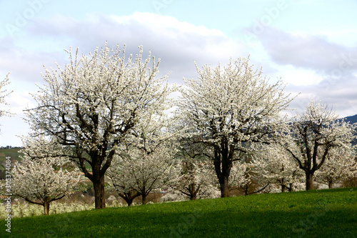 Trees with white blossoms (blackthorn)