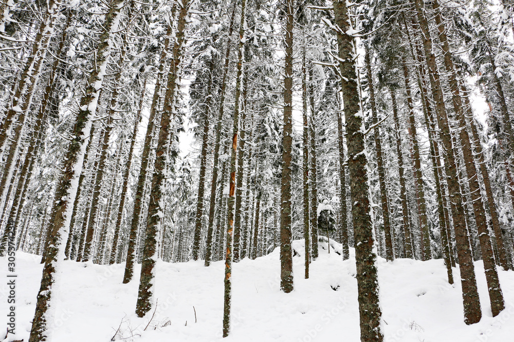 Forest in winter Forest in winter