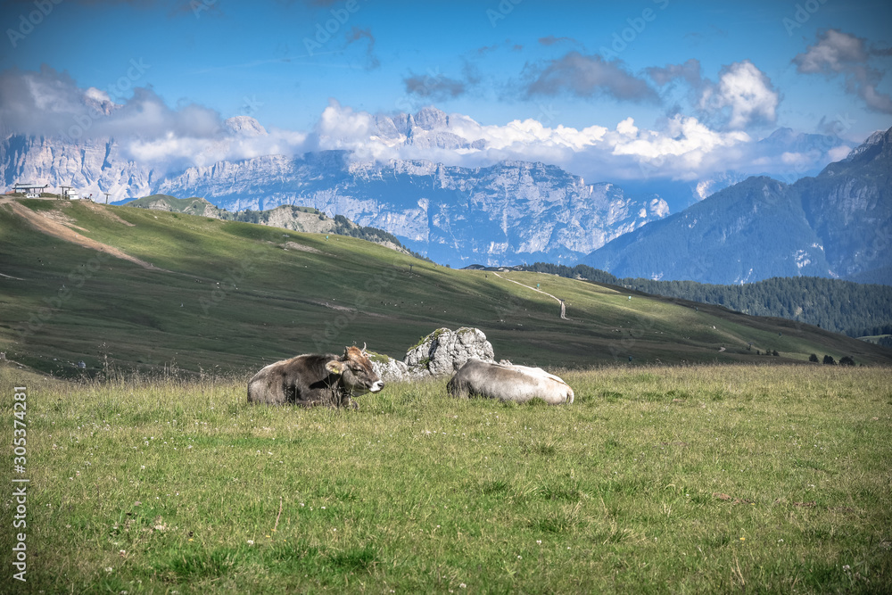 cows on pasture in alps