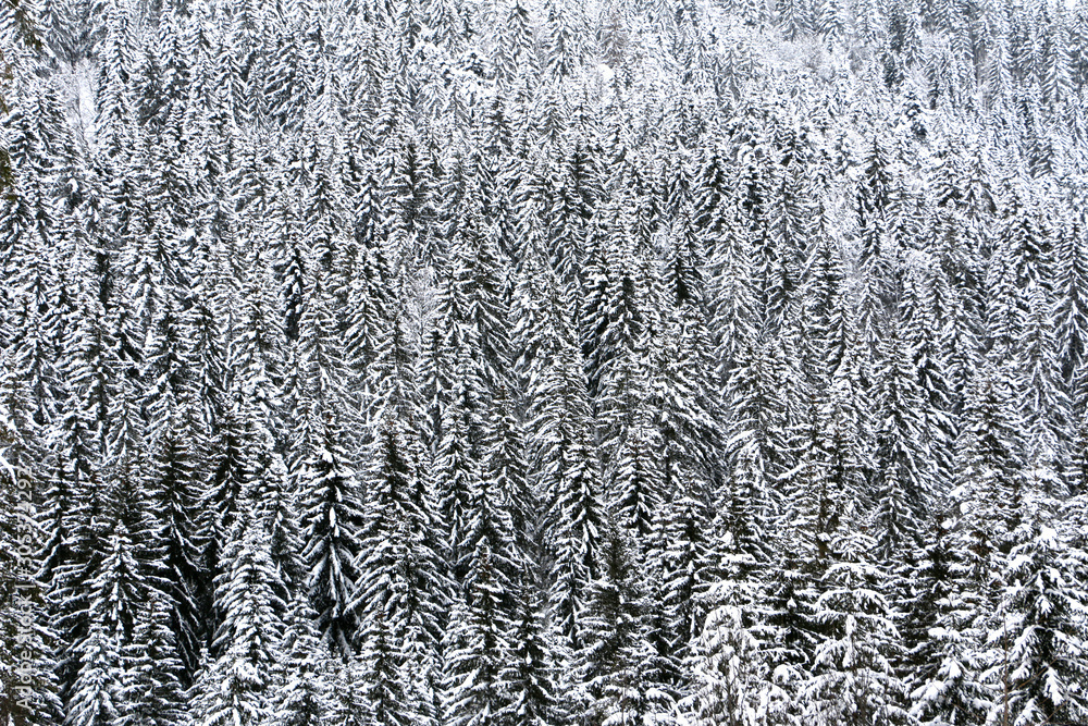 Forest in wintertime