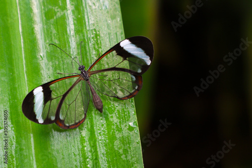 Glasswing butterfly (Greta Oto) on a green leaf.