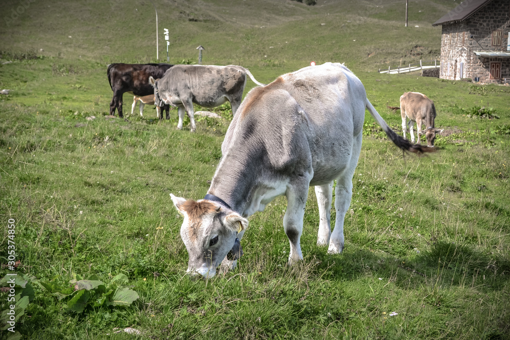 Cows in a green field Cows in a green field