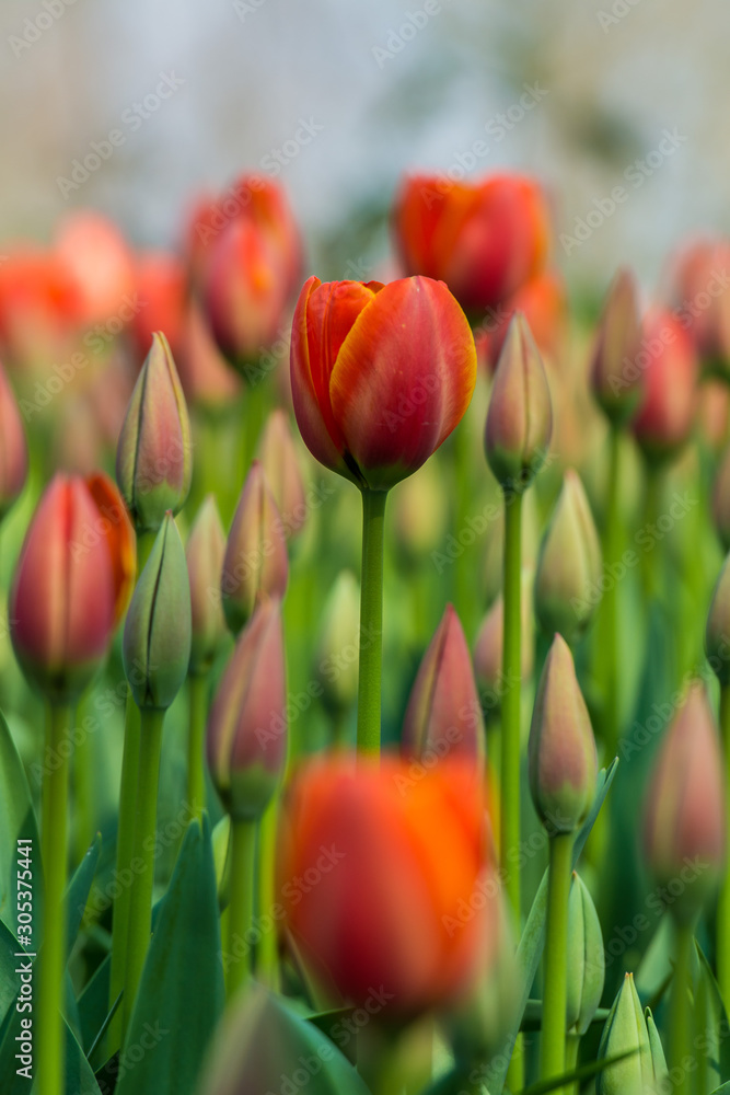 TULIPS TULIPS