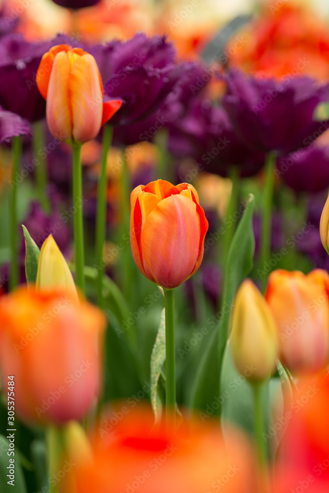 TULIPS TULIPS