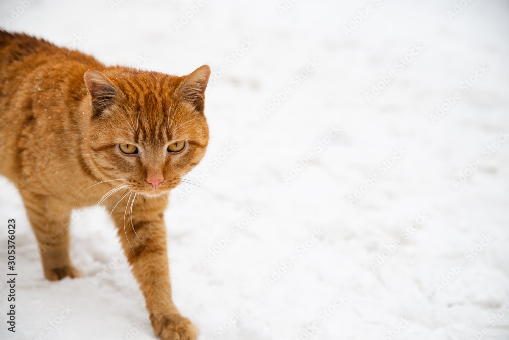 portrait of red cat close up outdoors portrait of red cat close up outdoors