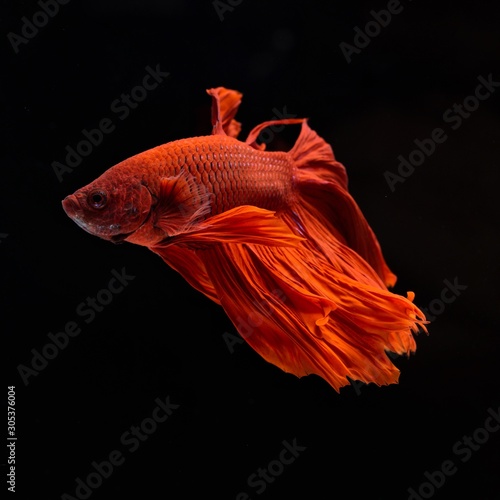 Fancy Siamese Fighting Fish or halfmoon is a beautiful fish that is popular for foreigners. Due to the beautiful colors, easy to raise, are the beautiful fish that are exported to the top of Thailand.