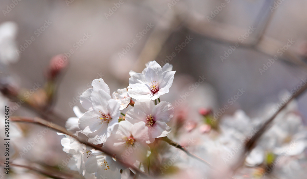 桜　サクラ　さくら　染井吉野桜　サクラの花