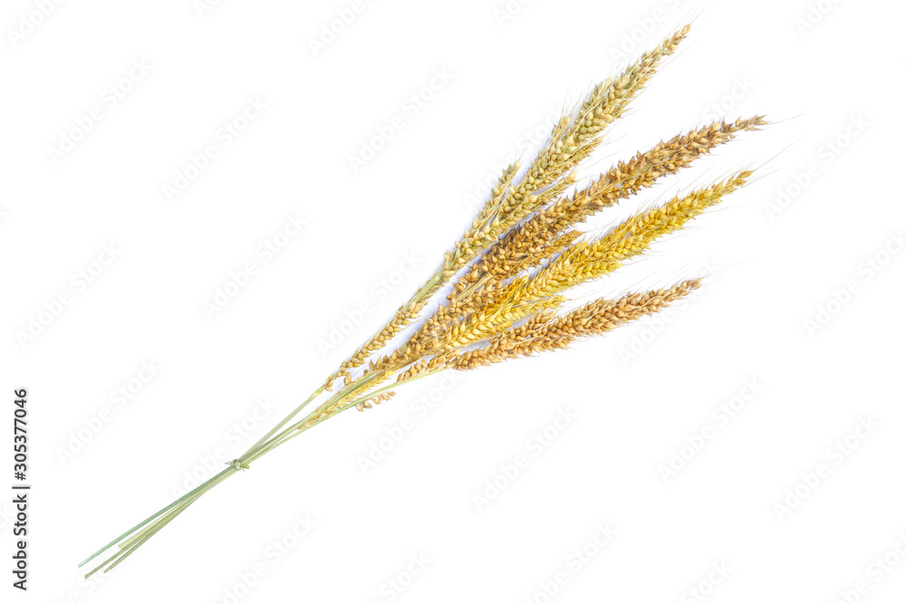 Wheat isolated on white close up, bouquet of flowers, Ears of wheat Wheat isolated on white close up, bouquet of flowers, Ears of wheat