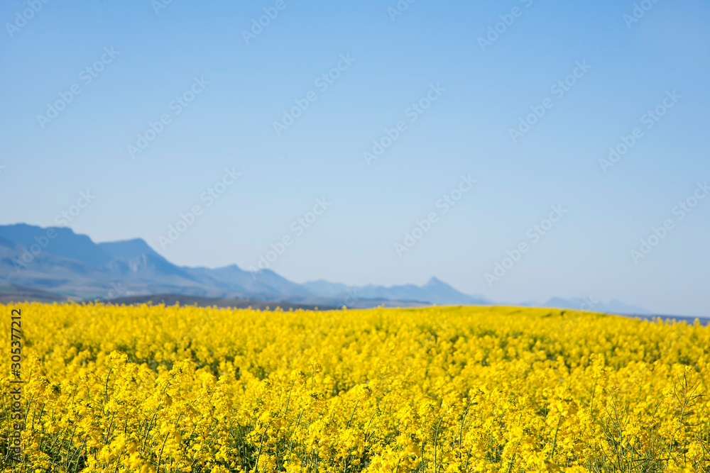 Beautiful landscape of Canola field in South Africa