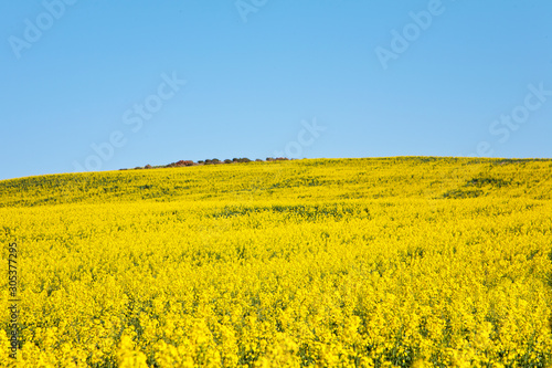 Landscape of canola field in South Africa