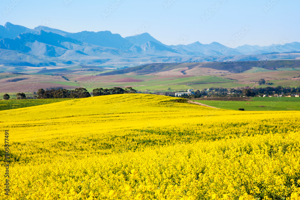 Beautiful landscape of canola field with mountainous backdrop