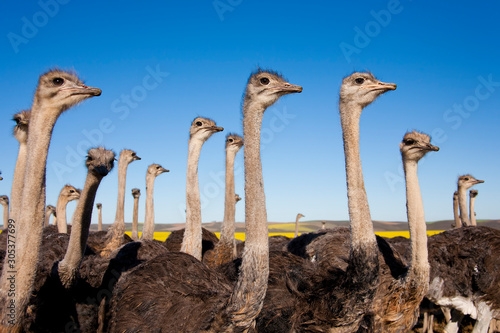 Quadro em tela Close up of a group of ostriches, South Africa