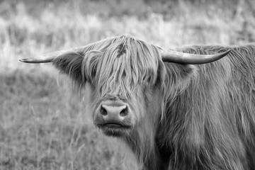 Ingelijste posters Schotse hooglander Schotse Hooglander op de weide  © macrossphoto
