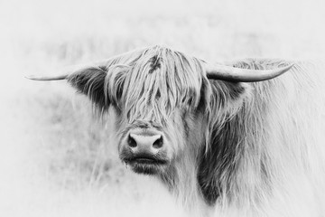 Ingelijste posters Schotse hooglander Hooglander grazend op groene weide  © macrossphoto
