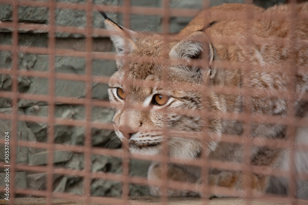 Fototapeta premium Lynx behind bars in the zoo