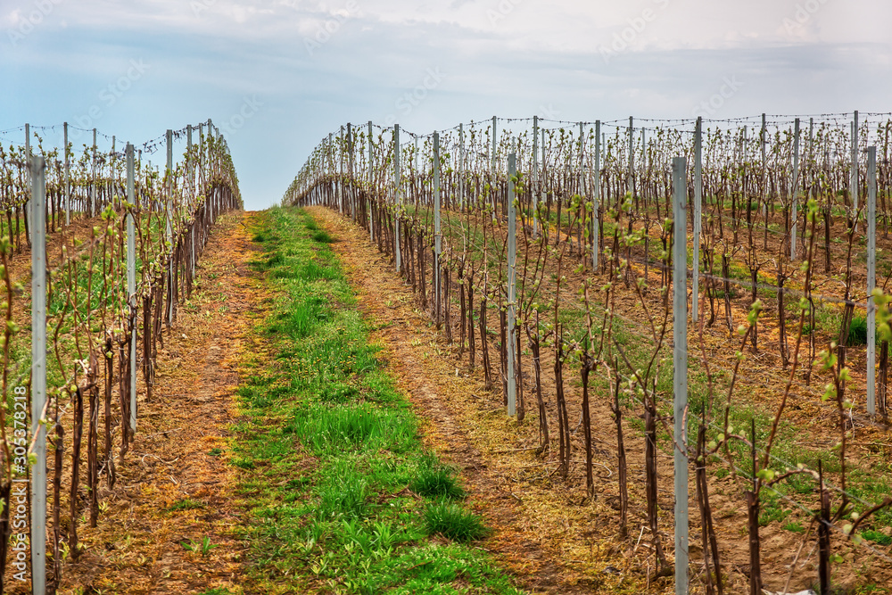 Vineyard in early spring, beginning of new year cycle