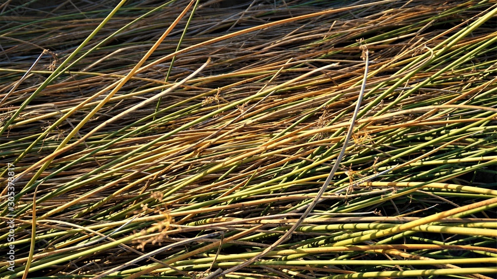 background of grass background of grass