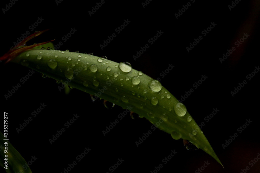 Naklejka premium Waterdrop on Leaf