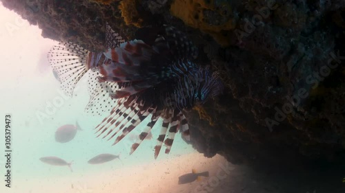 A large lion fish hiding under a ship wreck. This was shot in tropical waters close up with a wide angle. Can see the lion fish in its environment photo