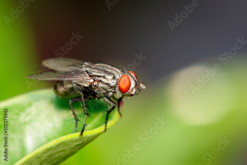 Image of a flies (Diptera) on green leaves. Insect Animal © yod67