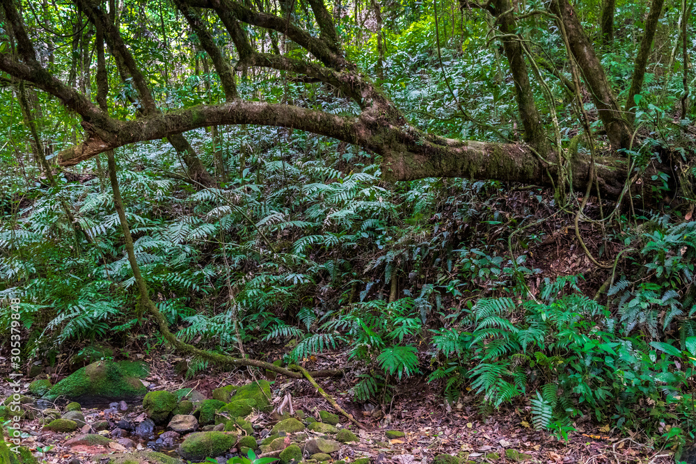 Ferns in forest at Amboro park, Bolivia. Ferns in forest at Amboro park, Bolivia.