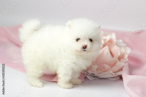 Beautiful Pomeranian spitz puppy on a white and pink background © Katrin