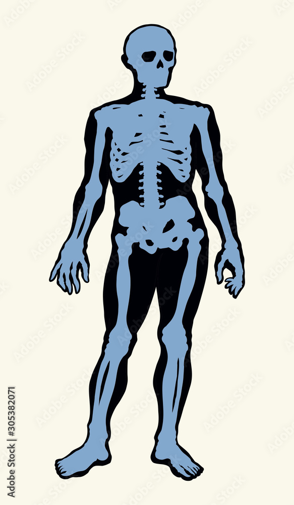 Human skeleton. Vector schematic drawing