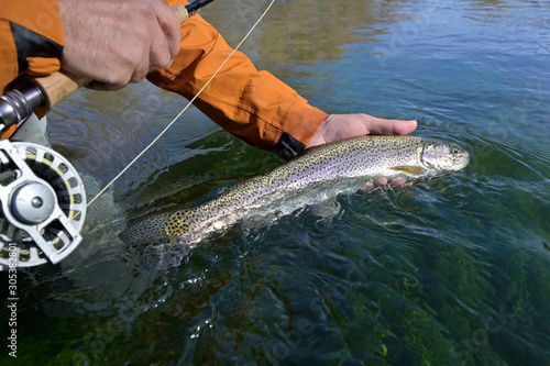 capture of a rainbow trout by a fly fisherman in autumn