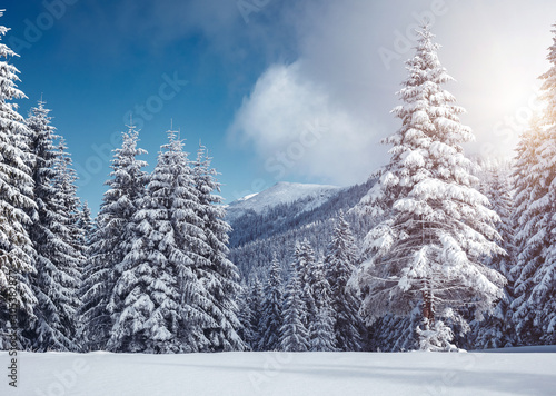 Vivid white spruces on a frosty day. Location Carpathian mountain, Ukraine, Europe. © Leonid Tit