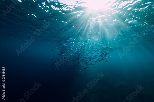 Underwater view with school fish in ocean. Sea life in transparent water © artifirsov