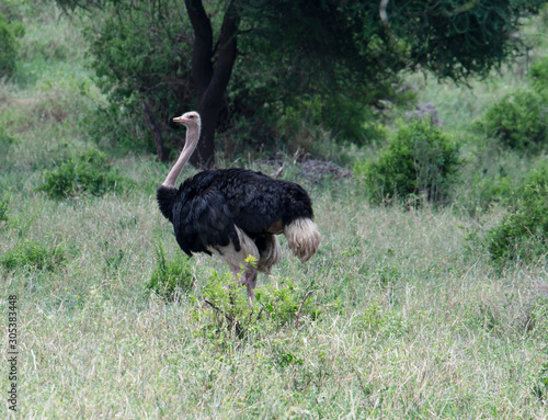 ostrich in grass