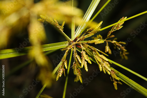 closeup of flower