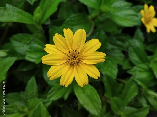 Closeup shot of Yellow flower