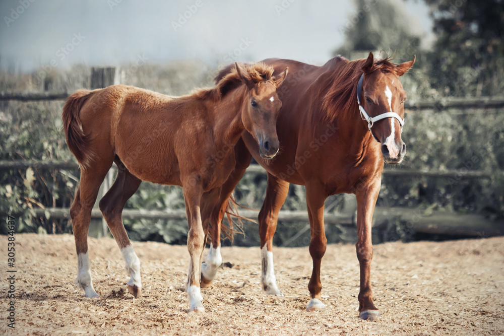 A sorrel colt and his unsaddled mother walk in the sawdust paddock of a farm on a Sunny, clear day. A sorrel colt and his unsaddled mother walk in the sawdust paddock of a farm on a Sunny, clear day.