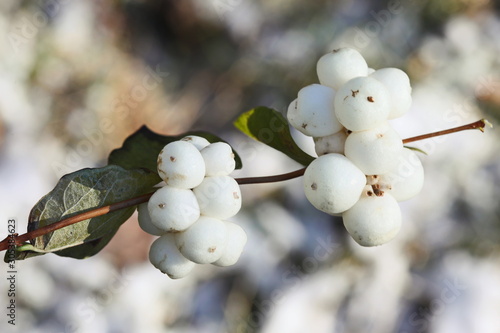 Snowberries (Symphoricarpos Albus). Gardening, plants.