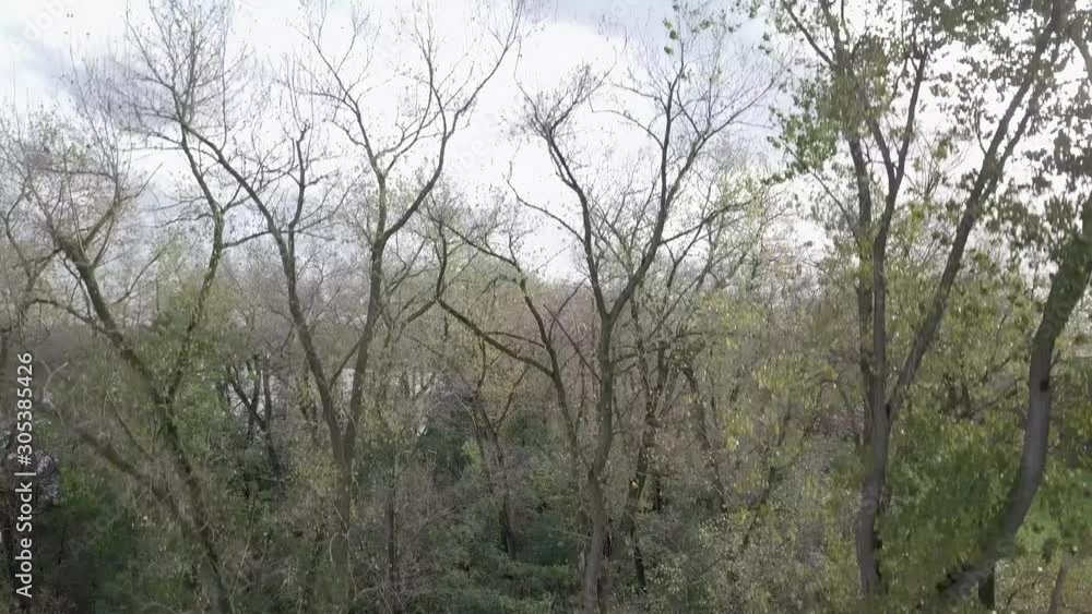 drone shot of flying up through the trees and reveal the lake in the Netherlands drone shot of flying up through the trees and reveal the lake in the Netherlands