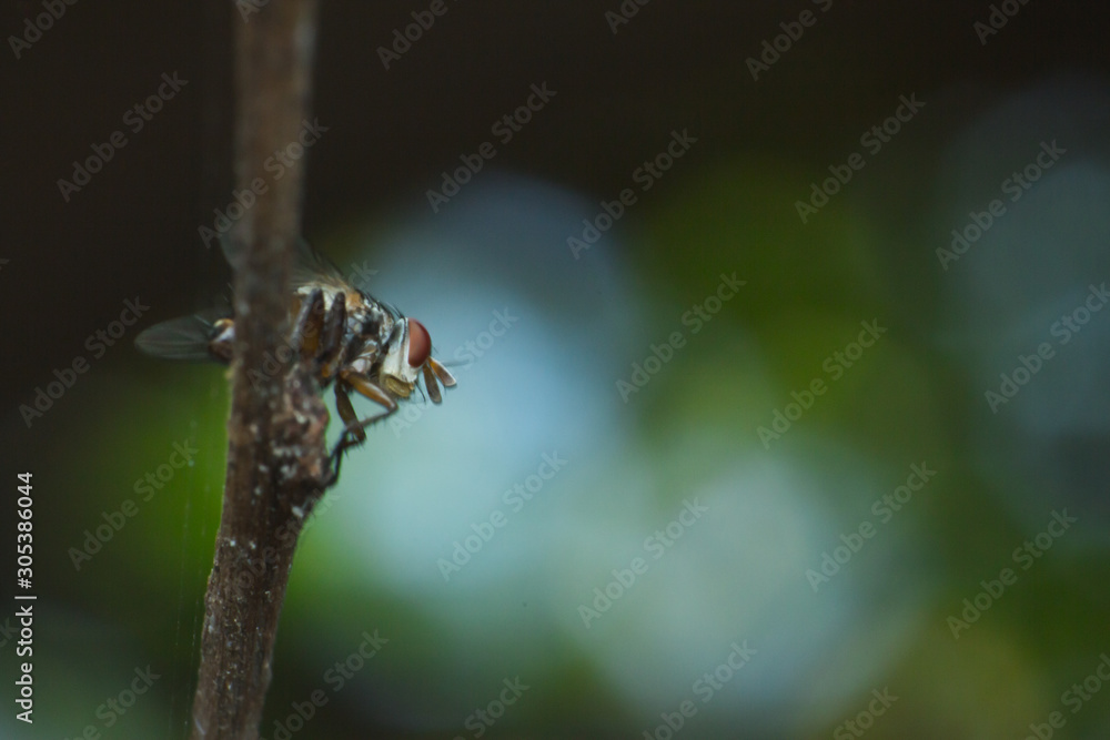 fly in macro view, the macro of insect in nature, the animal in wild fly in macro view, the macro of insect in nature, the animal in wild