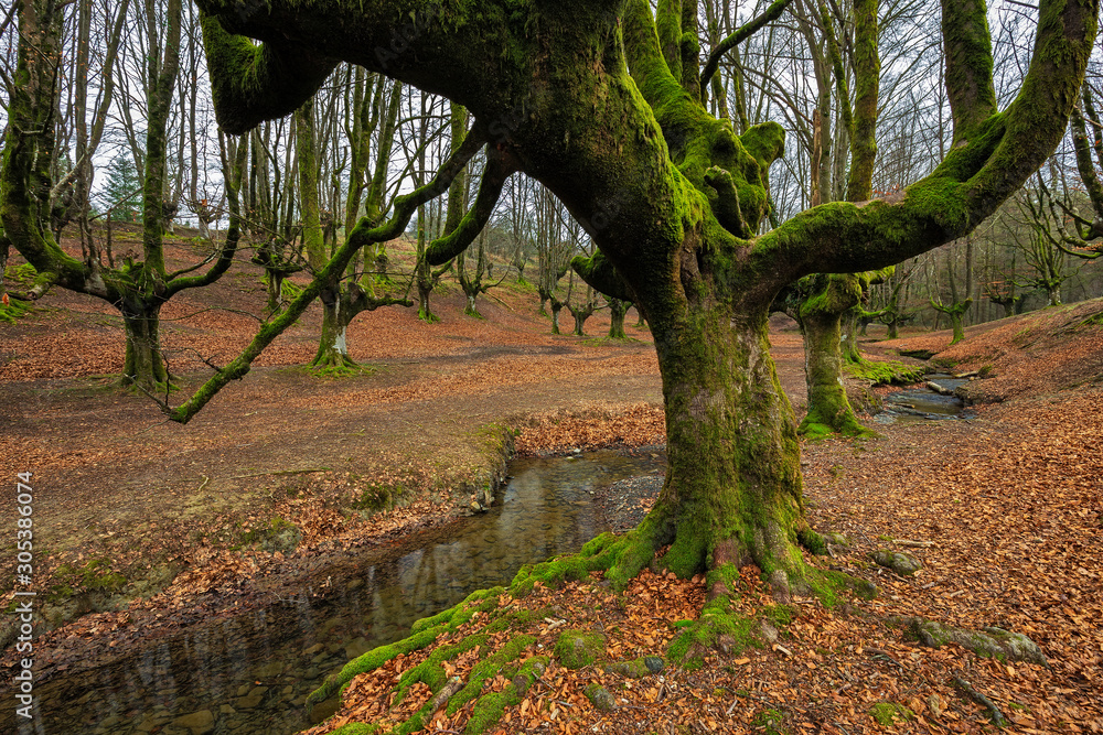 Obraz premium Otzarreta Beech Forest. Gorbea Natural Park. Bizkaia. Spain.
