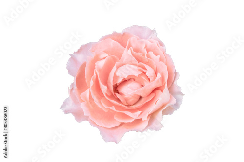Beautiful pink coral color of rose flower isolated white background