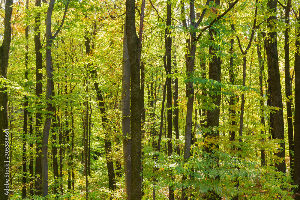 Background of the beech and elm forest in early autumn Background of the beech and elm forest in early autumn