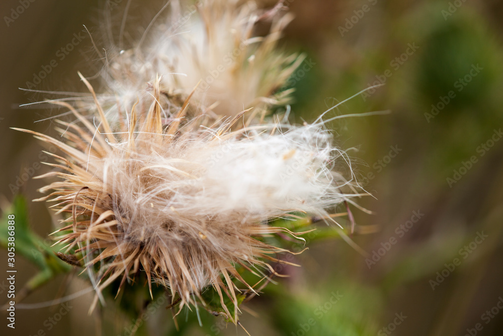Fototapeta premium Flowers in the meadow. Macro photography