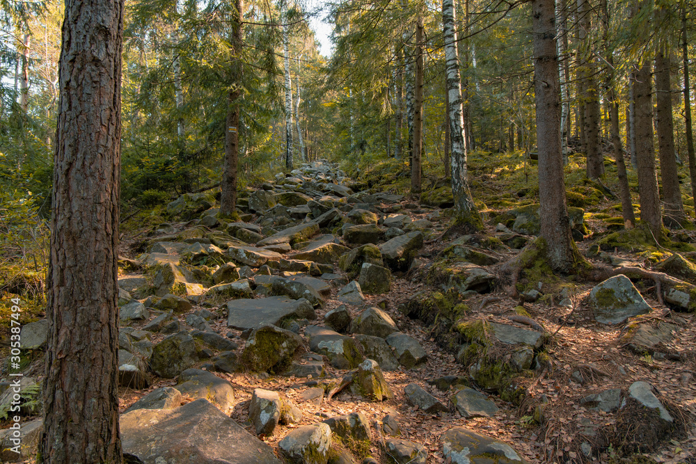 pine forest peaceful moody highland rocky scenery landscape north American environment in sun rise morning soft colors time pine forest peaceful moody highland rocky scenery landscape north American environment in sun rise morning soft colors time