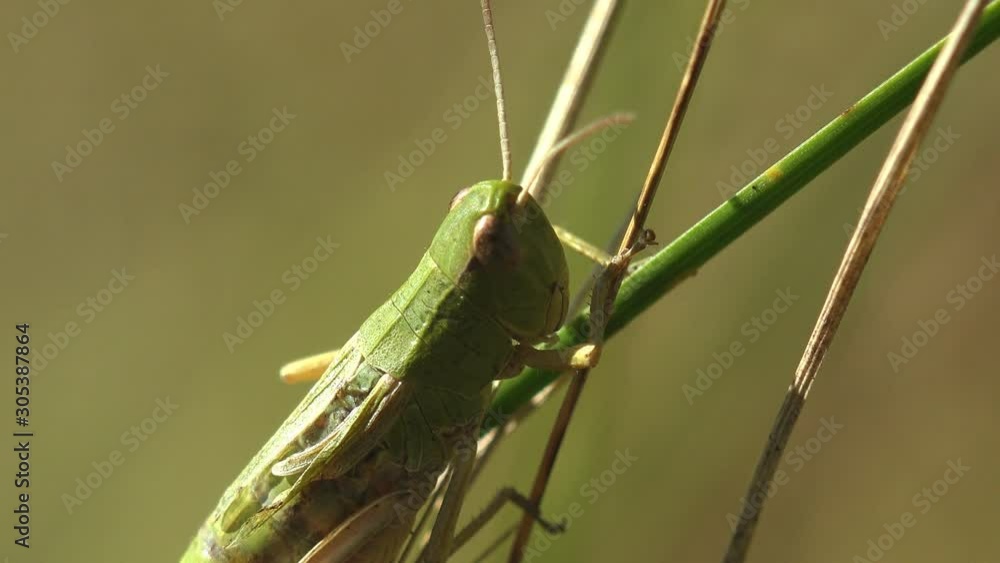 Young green grasshopper still without wings sits on green stems of grass. Insect view macro in wildlife Young green grasshopper still without wings sits on green stems of grass. Insect view macro in wildlife