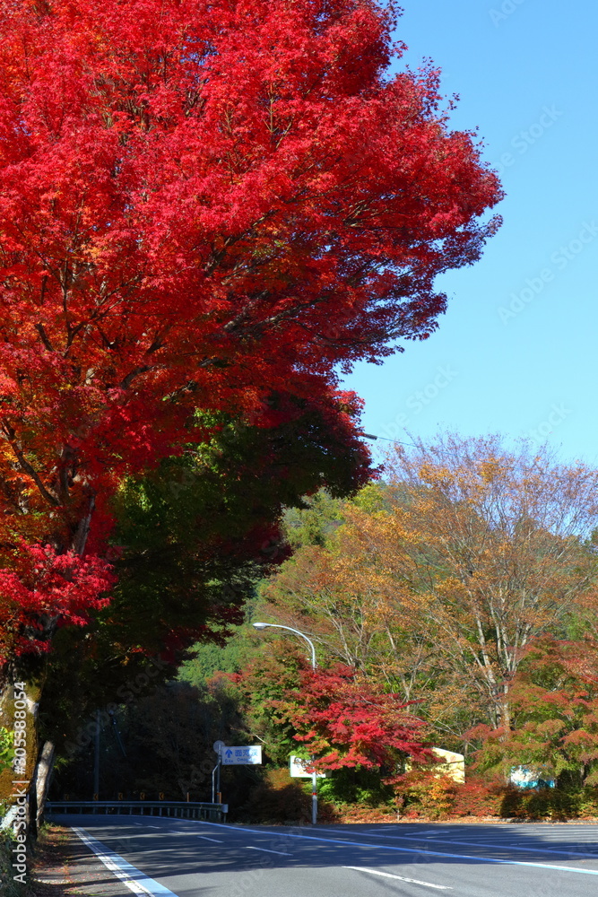 Naklejka premium 県道沿いの紅葉 面河渓まで6km（愛媛県）