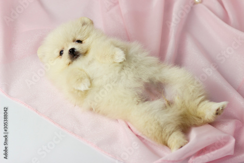 Beautiful Pomeranian spitz puppy on a white and pink background © Katrin