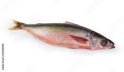 Carcass of uncooked Redbait fish on a white background