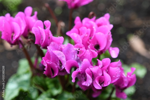 水滴のある花びら