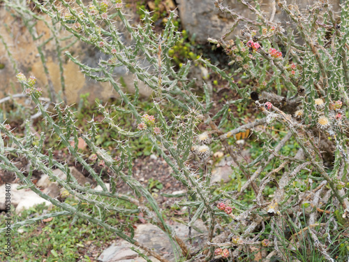 Cactus Harrisia à forme de cierge arbustif, aux rameaux dressés et tortueux photo