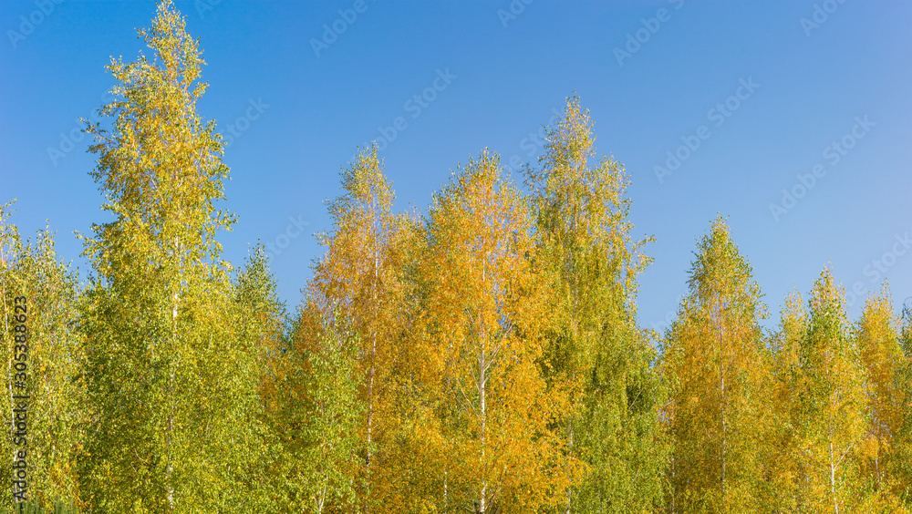 Fototapeta premium Panorama of birches tops with autumn leaves against clear sky