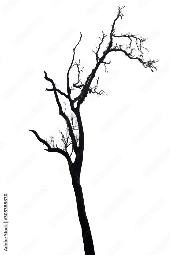 Fototapeta premium silhouette dead tree isolated on white background